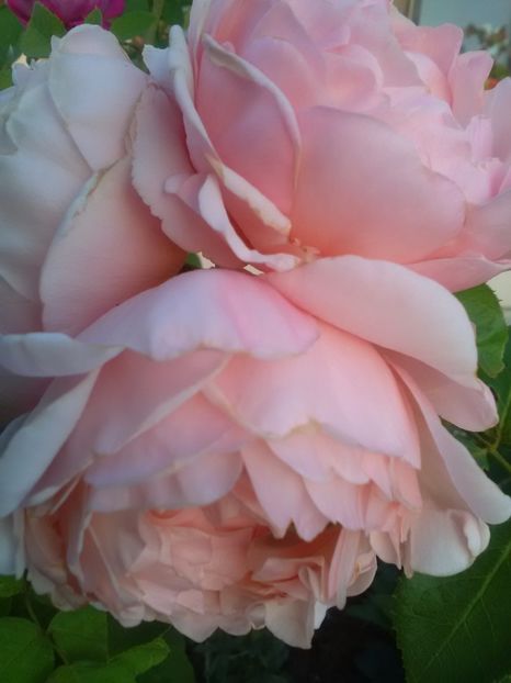  - Trandafiri iulie 2017