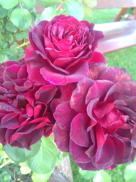  - Trandafiri iulie 2017