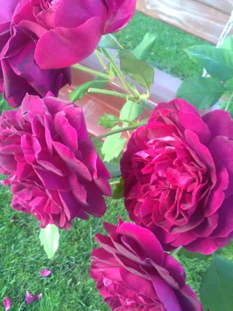  - Trandafiri iulie 2017