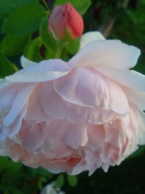  - Trandafiri iulie 2017