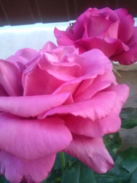  - Trandafiri iulie 2017