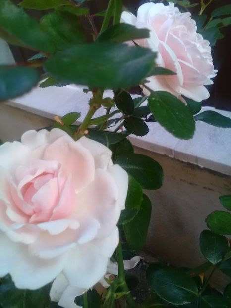  - Trandafiri iulie 2017