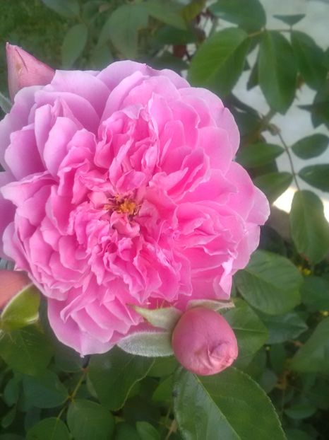  - Trandafiri iulie 2017