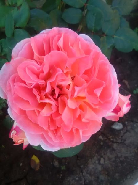  - Notre Dame du Rosaire