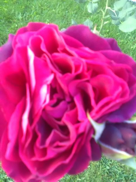  - Asterid grafin von handeberg