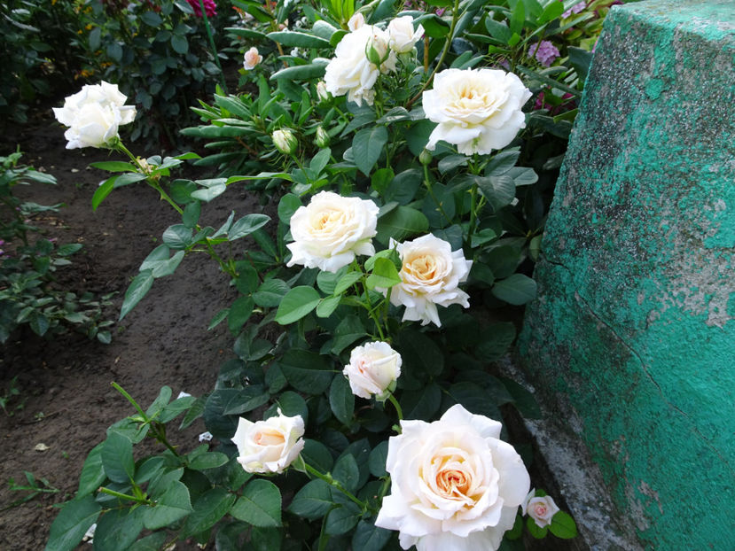  - Jardin de Bagatelle