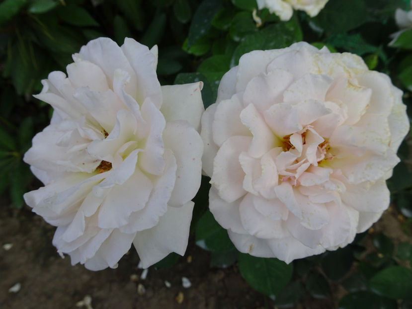  - Jardin de Bagatelle