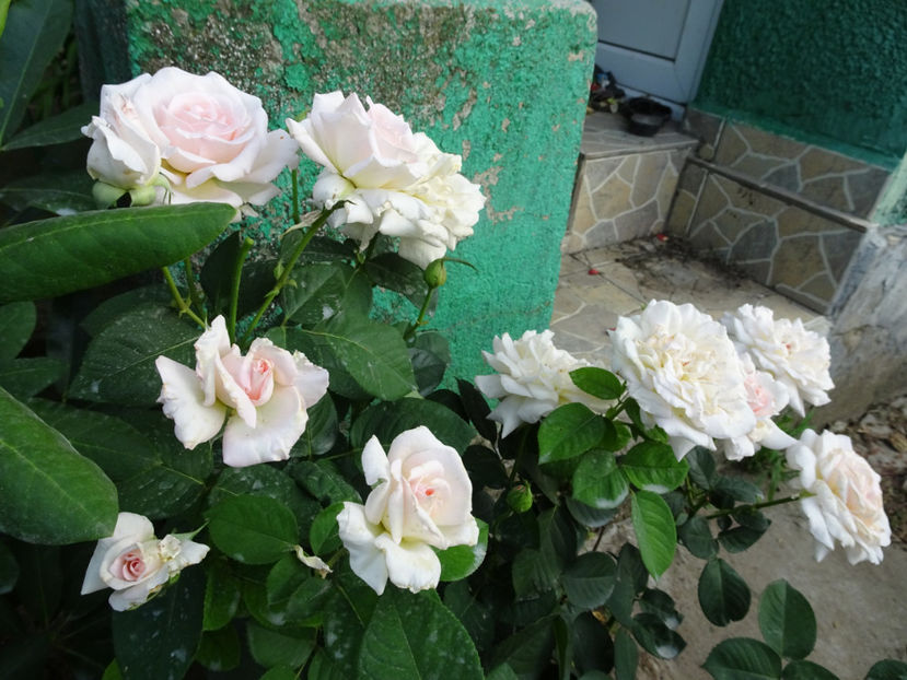  - Jardin de Bagatelle