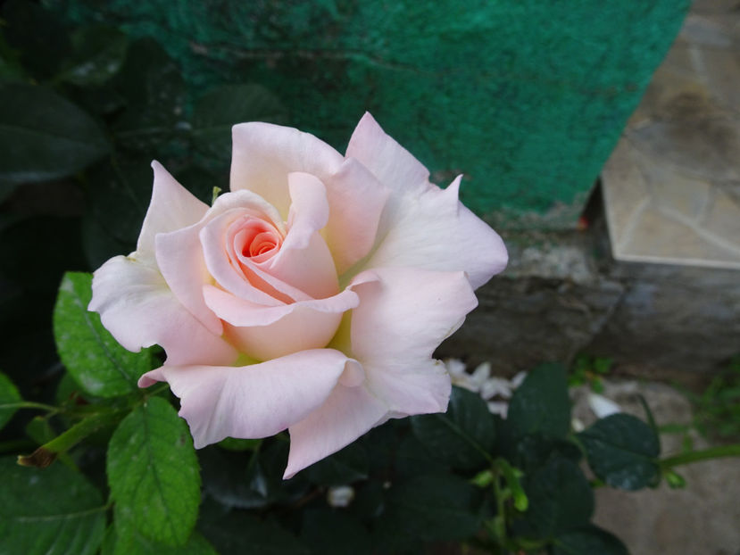  - Jardin de Bagatelle