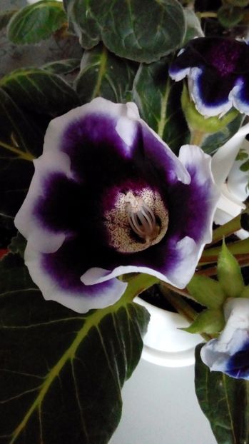  - Gloxinia