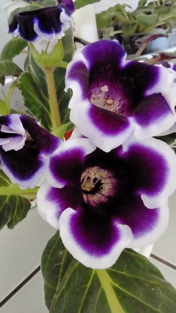  - Gloxinia