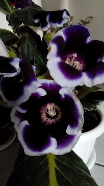  - Gloxinia