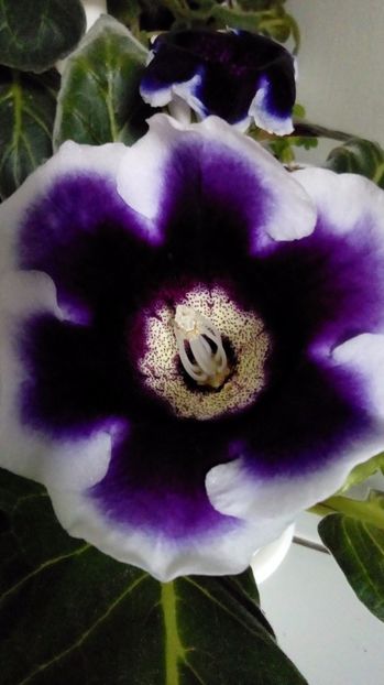  - Gloxinia