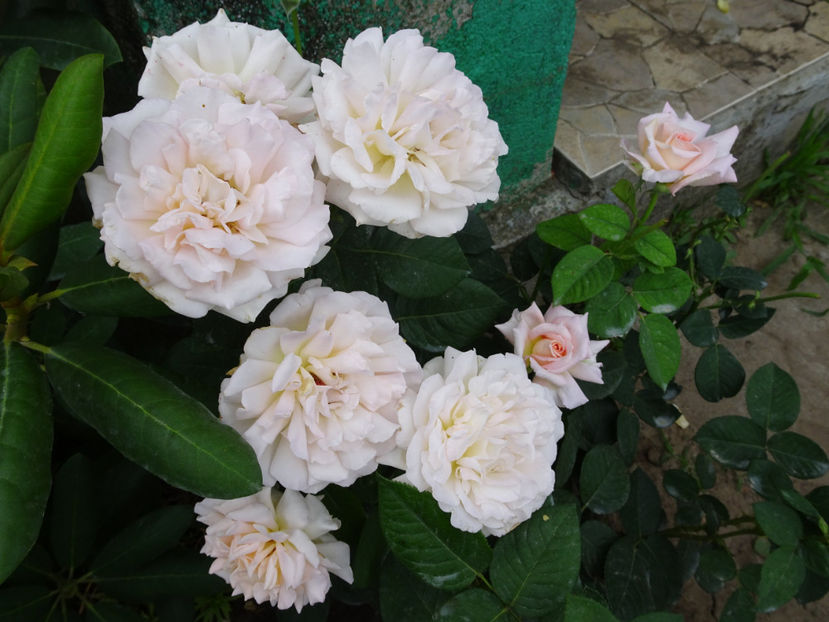  - Jardin de Bagatelle