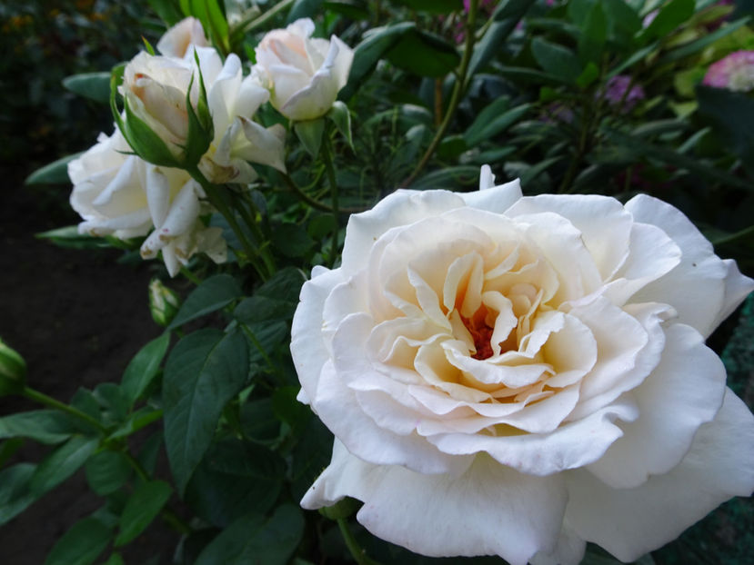  - Jardin de Bagatelle