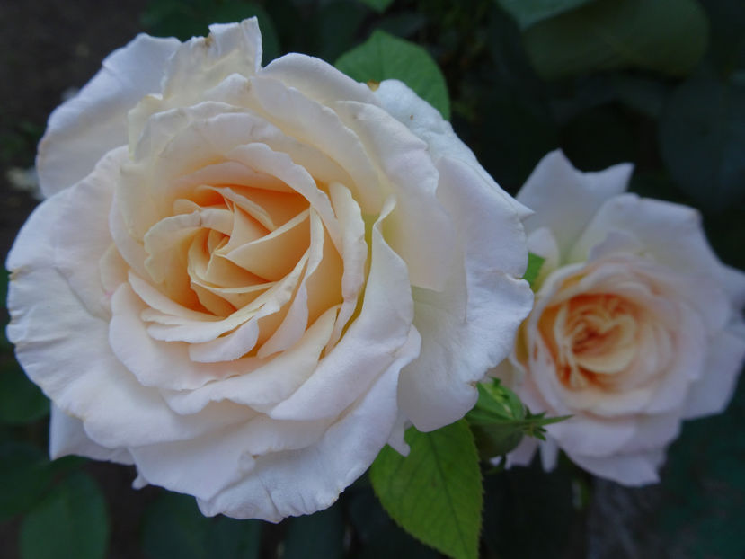  - Jardin de Bagatelle