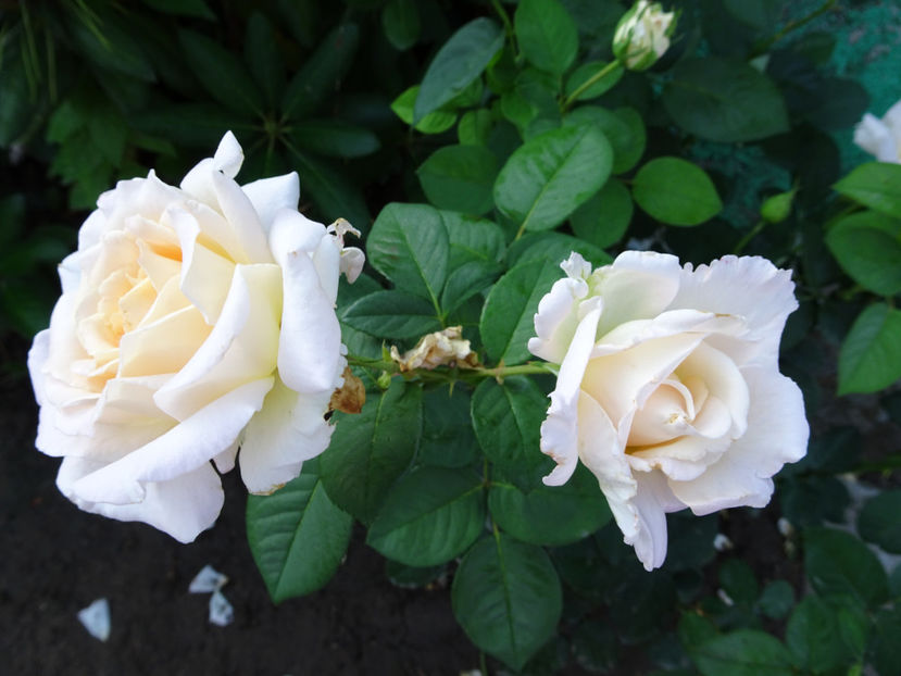  - Jardin de Bagatelle