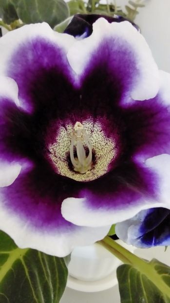  - Gloxinia