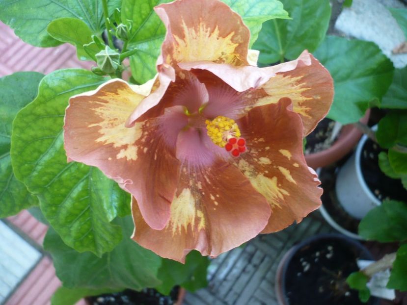 P1330848 - HIBISCUSI 2017-2