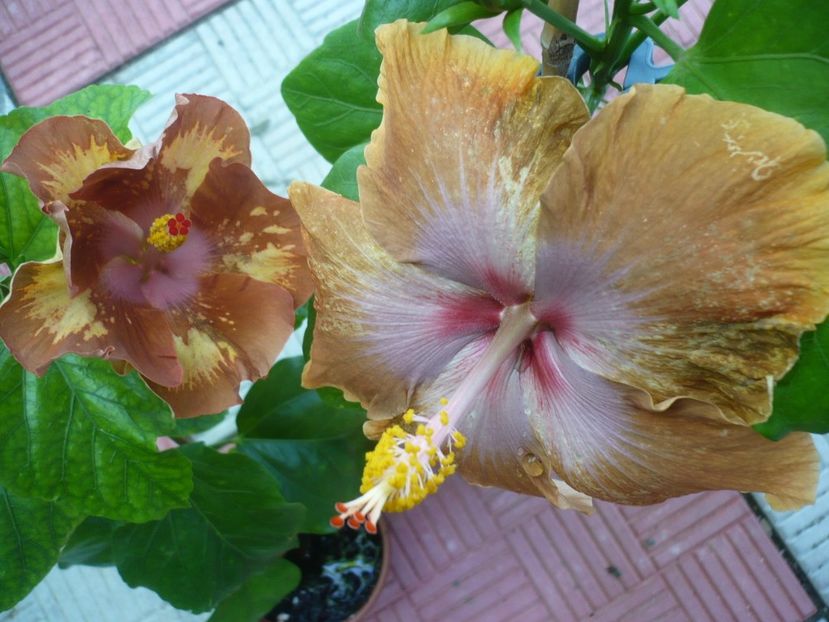 P1330854 - HIBISCUSI 2017-2