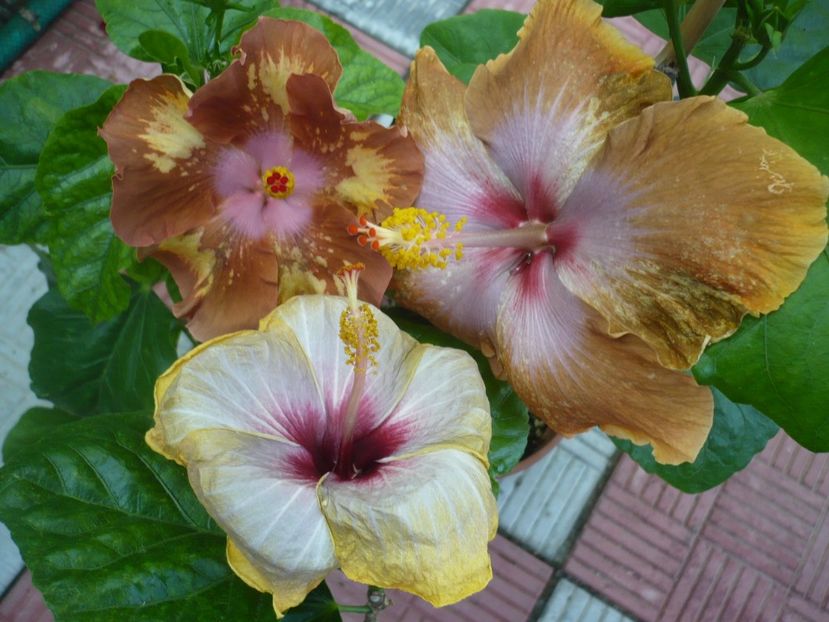 P1330857 - HIBISCUSI 2017-2