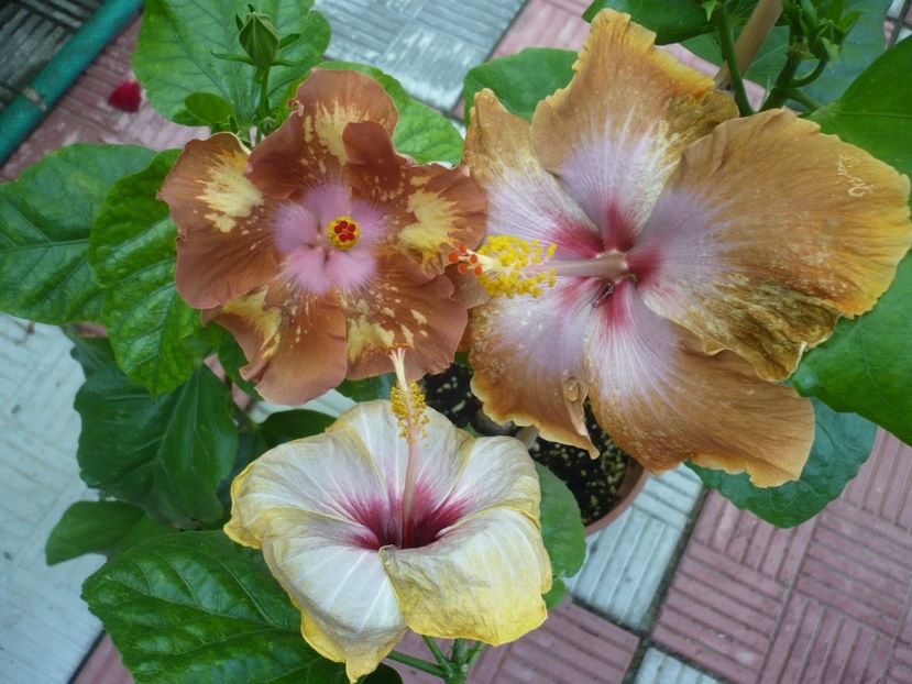 P1330858 - HIBISCUSI 2017-2