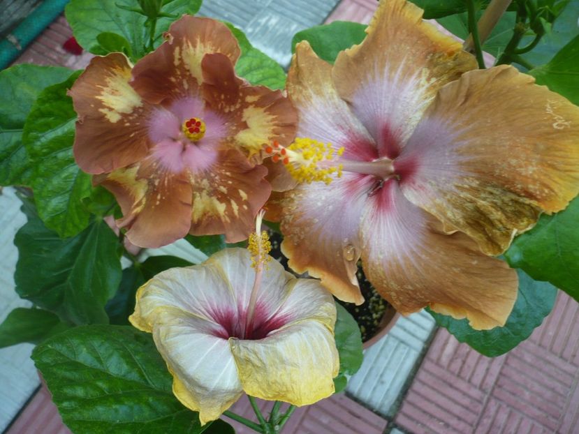 P1330859 - HIBISCUSI 2017-2