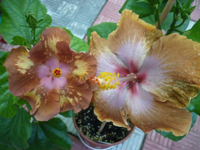 P1330860 - HIBISCUSI 2017-2