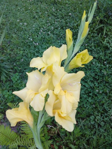  - AAAA_GLADIOLE 2015_2017_2018_2019