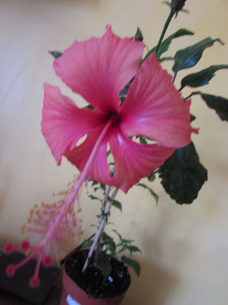  - Hibiscus 2017