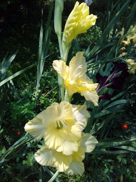  - AAAA_GLADIOLE 2015_2017_2018_2019