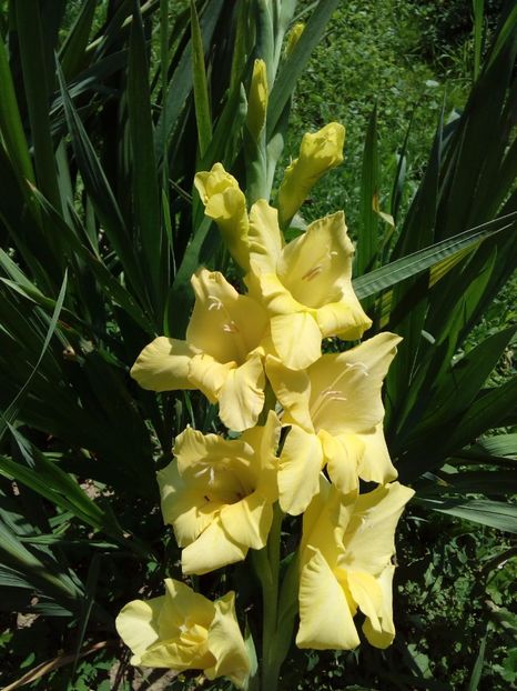  - AAAA_GLADIOLE 2015_2017_2018_2019