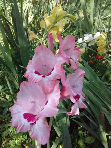  - AAAA_GLADIOLE 2015_2017_2018_2019