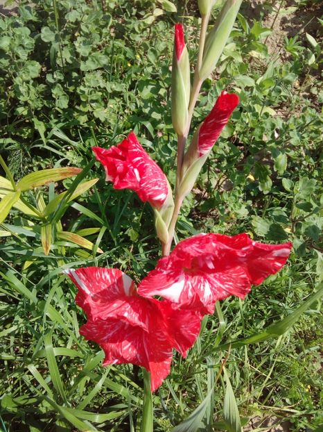  - AAAA_GLADIOLE 2015_2017_2018_2019