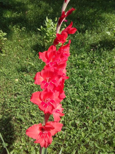  - AAAA_GLADIOLE 2015_2017_2018_2019