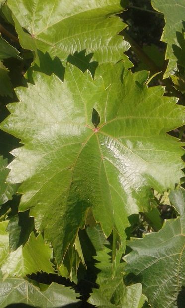 poate ajuta la identificare,o sa pun o poza cand sunt copti - Vita de vie