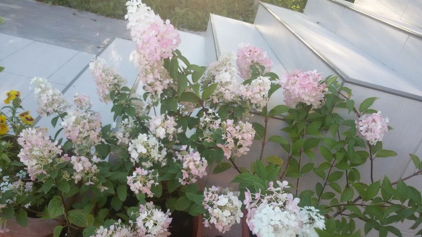  - Hortensii 3