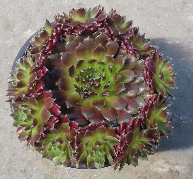 14 - Sempervivum