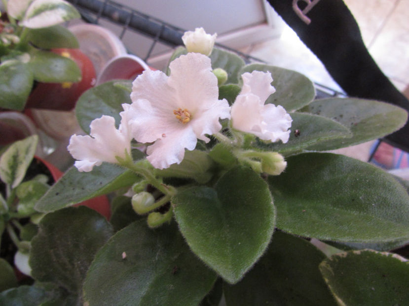 Alan_s White Feather - Violete