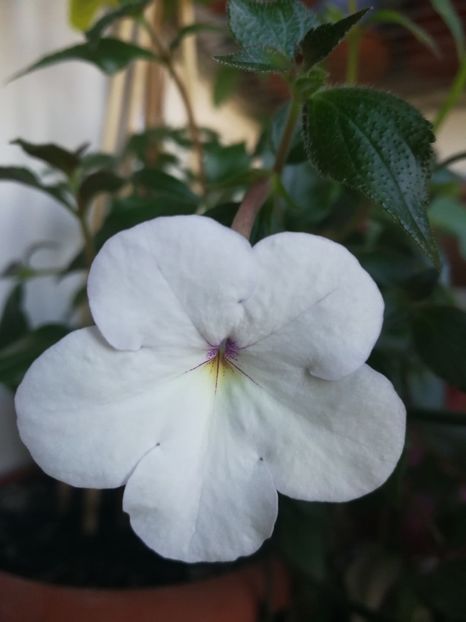  - Jay Dee Large White - ieșită din colectie