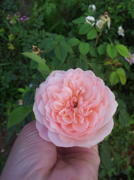  - The Alnwick Rose