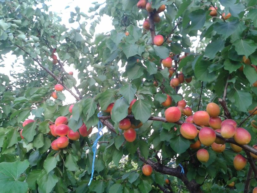 cais carmela - pomisori 2017