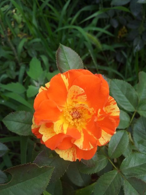  - Oranges and Lemons