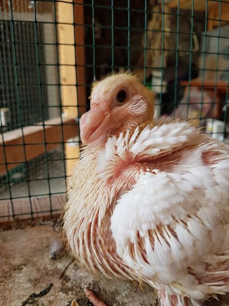 Mascul 2017 - Pui 2017