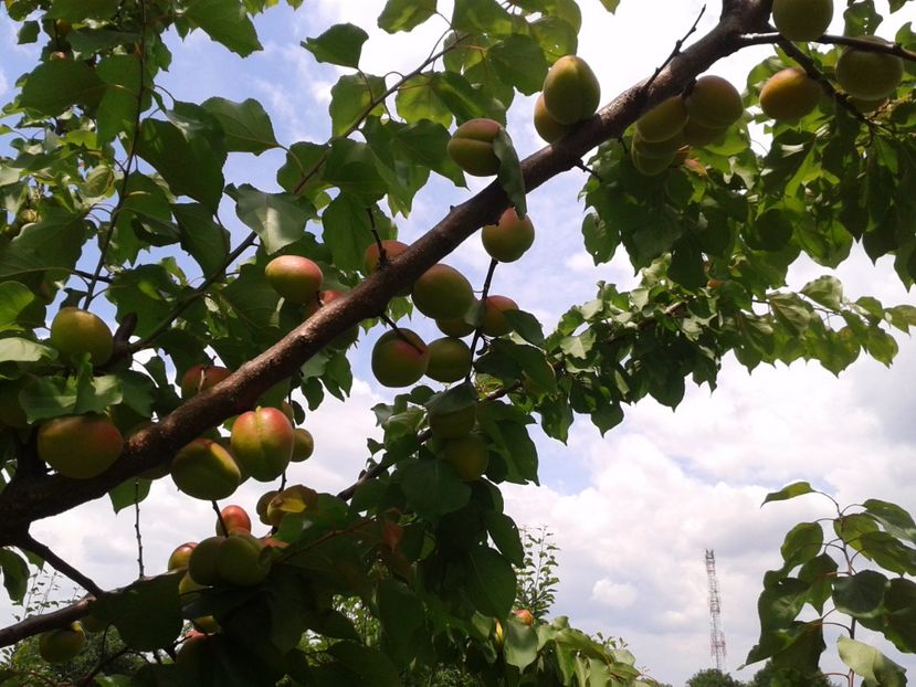 cais dacia - pomisori 2017