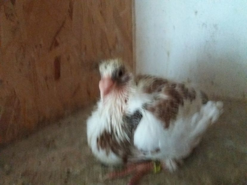  - Pui Americani GIANT HOMER 2017