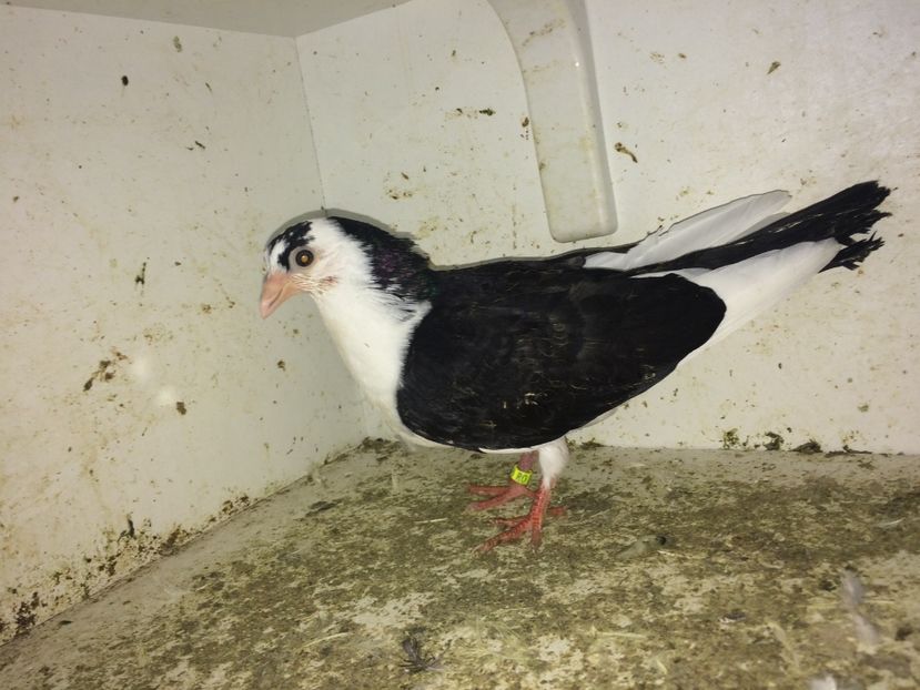  - 0-lot zbor pui 2017