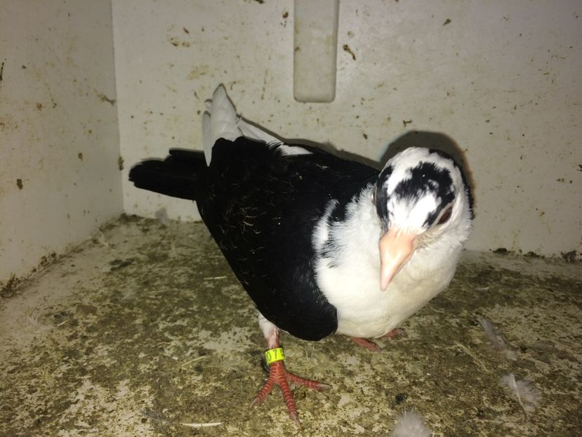  - 0-lot zbor pui 2017