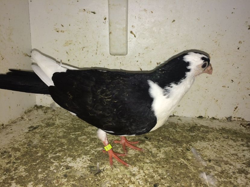  - 0-lot zbor pui 2017