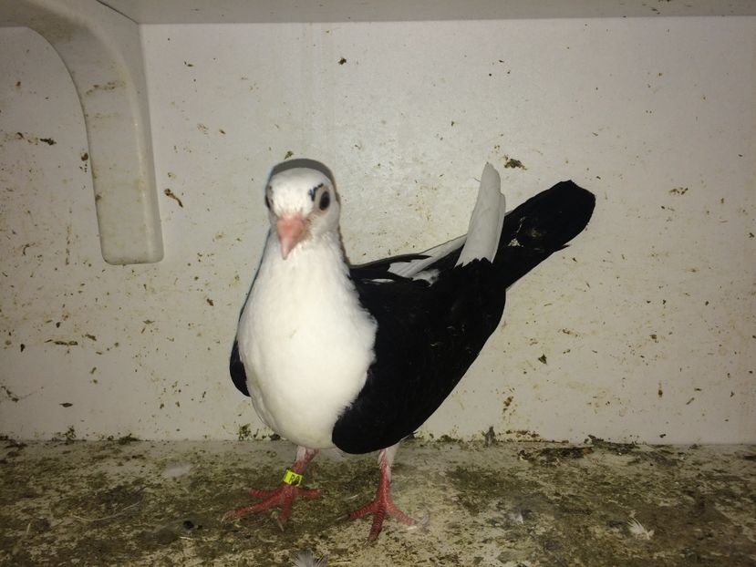  - 0-lot zbor pui 2017